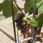 ブドウの鉢植えを購入